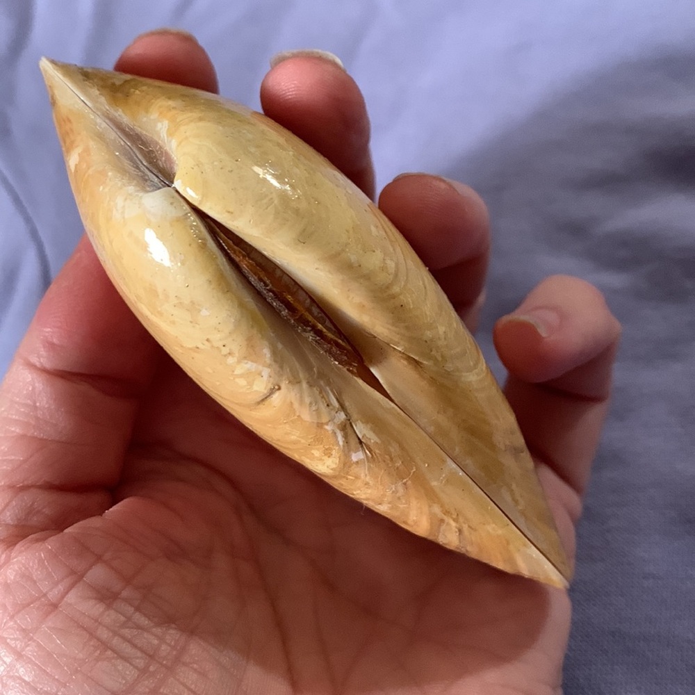 Razor clam shell pair - Picture 6 of 7